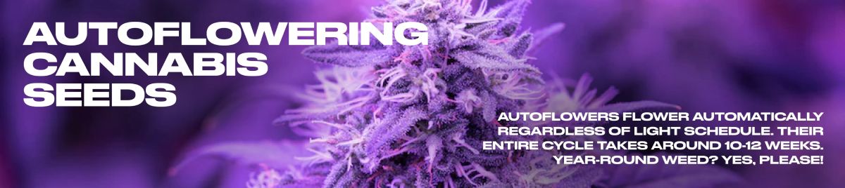 Growing Auto Flower Marijuana: A Comprehensive Guide - Growing Auto Flower Marijuana A Comprehensive Guide