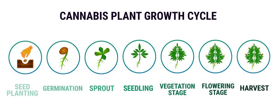 Understanding the Different Marijuana Plant Stages - Understanding the Different Marijuana Plant Stages