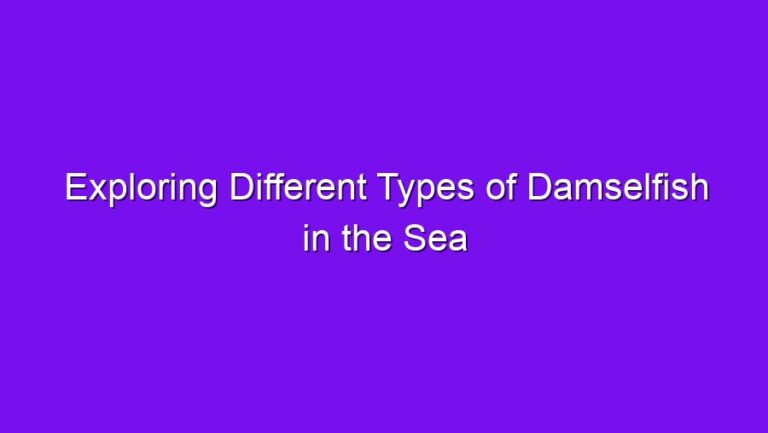 Exploring Different Types of Damselfish in the Sea - exploring different types of damselfish in the sea 2698