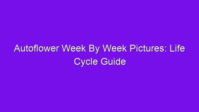 Autoflower Week By Week Pictures: Life Cycle Guide - autoflower week by week pictures life cycle guide 2769