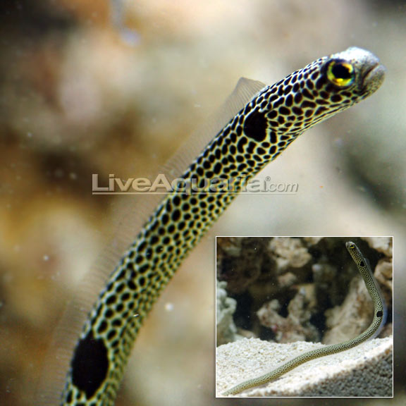 Garden Eel