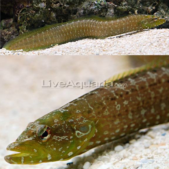 Wolf Eel